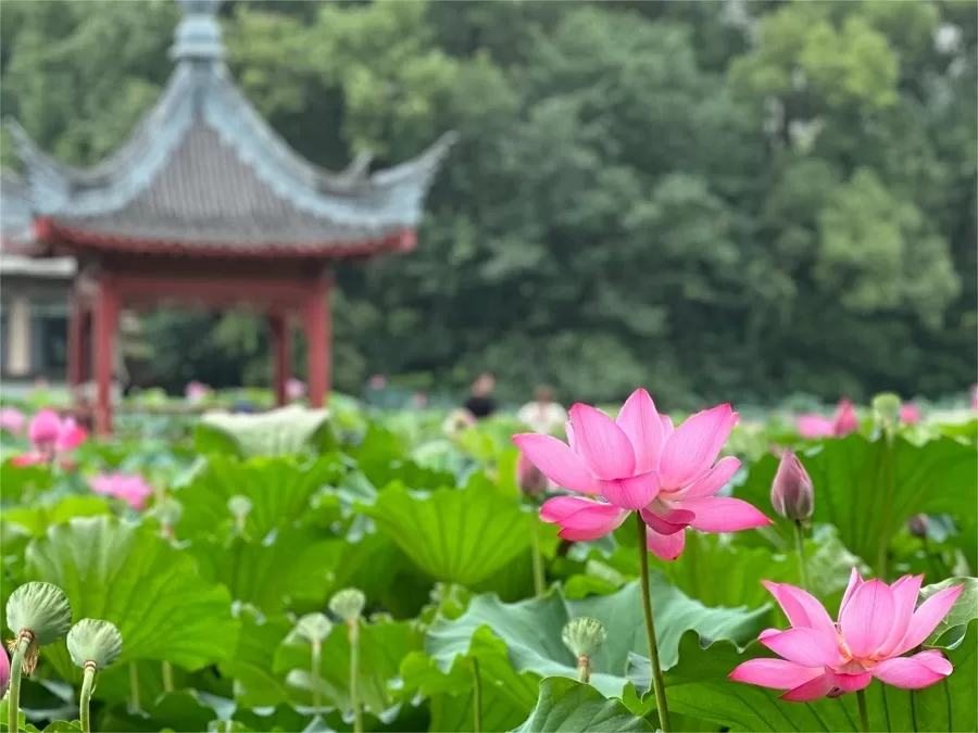 lotus-garden-in-moshan-hill-scenic-area-jpg-1 lotus-garden-in-moshan-hill-scenic-area-jpg-1
