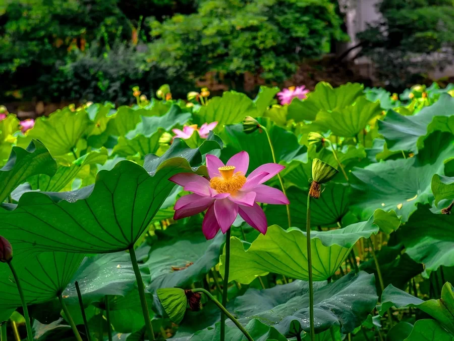 lotus-pond-in-guyi-garden-jpg lotus-pond-in-guyi-garden-jpg