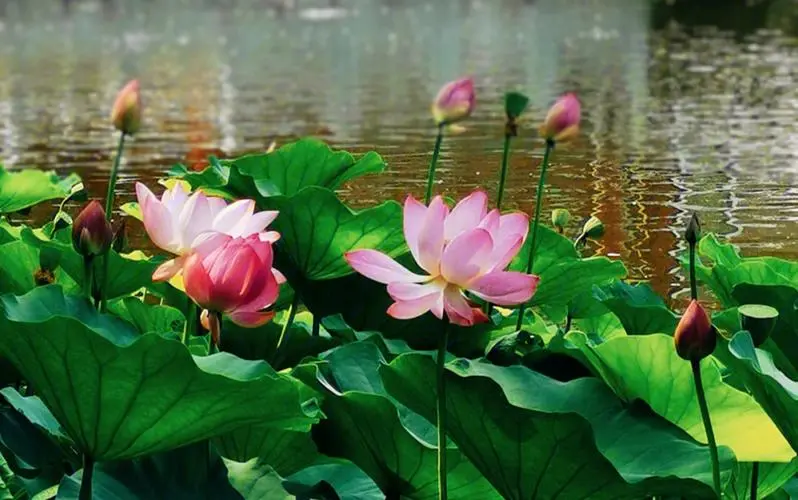 lotus-pond-in-shanghai-grand-view-garden lotus-pond-in-shanghai-grand-view-garden
