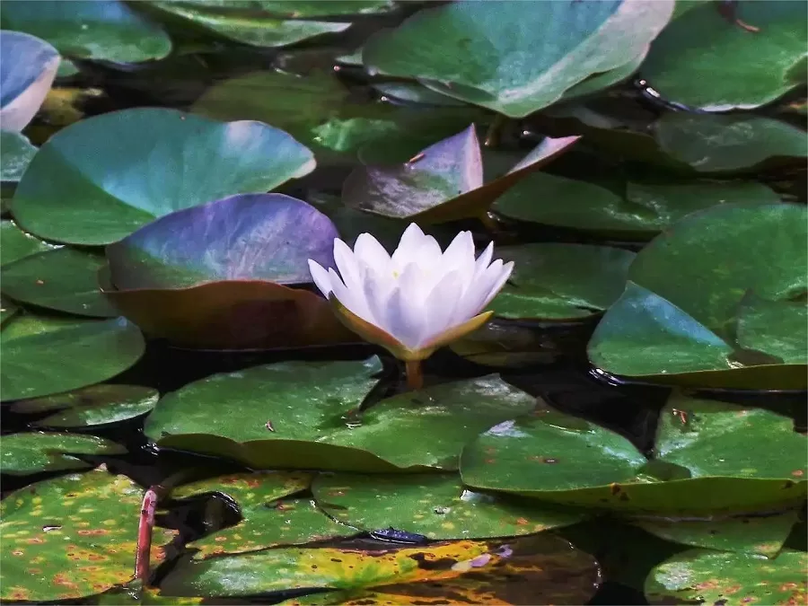 lotus-pond-in-xingfu-temple-jpg lotus-pond-in-xingfu-temple-jpg