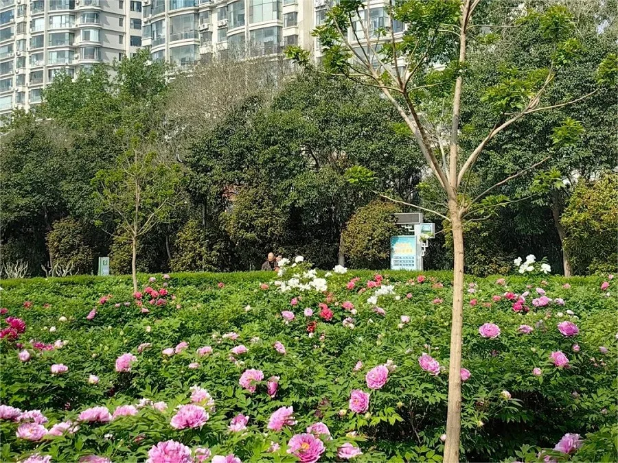 luopu-Park-luoyang-1-jpg luopu-Park-luoyang-1-jpg