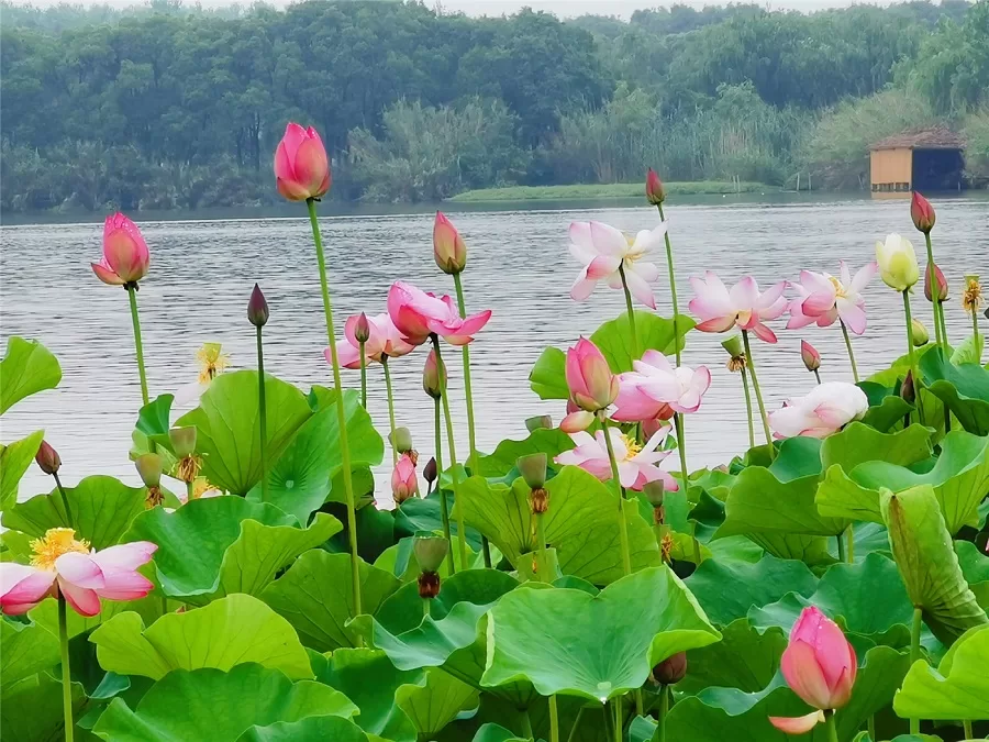 lush-lotus-ponds-in-shajiabang-scenic-area-jpeg lush-lotus-ponds-in-shajiabang-scenic-area-jpeg