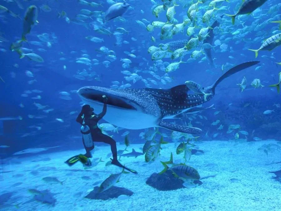 marine-life-in-Eight-immortals-crossing-the-sea-scenic-area-jpg marine-life-in-Eight-immortals-crossing-the-sea-scenic-area-jpg