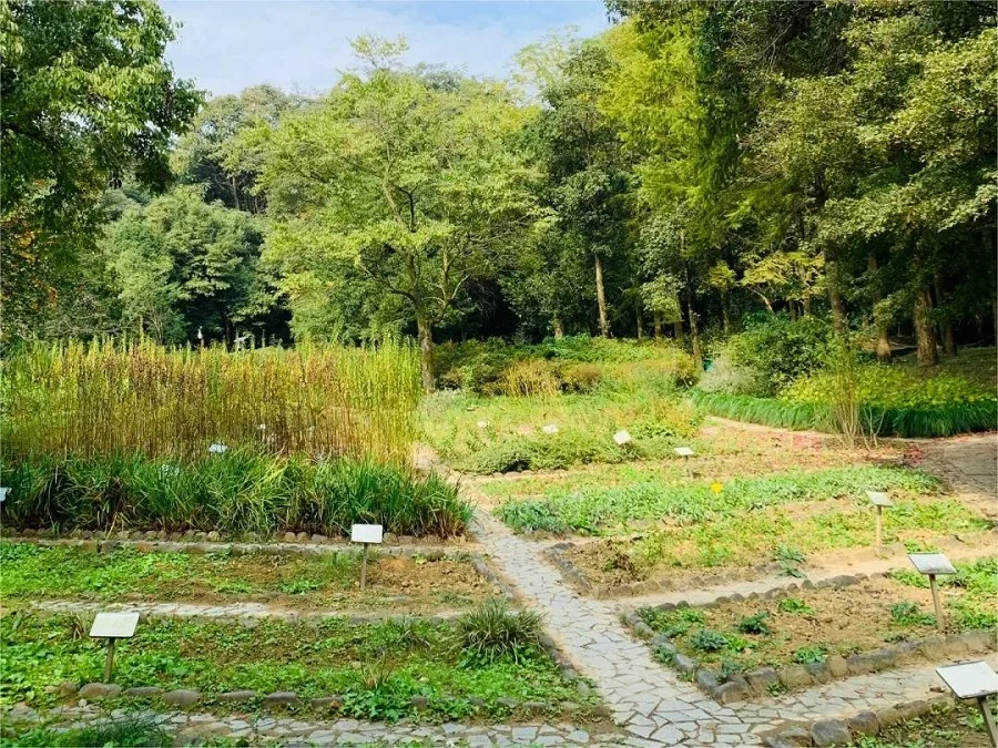 medicinal-herb-garden-in-kunming-botanical-garden-jpg medicinal-herb-garden-in-kunming-botanical-garden-jpg