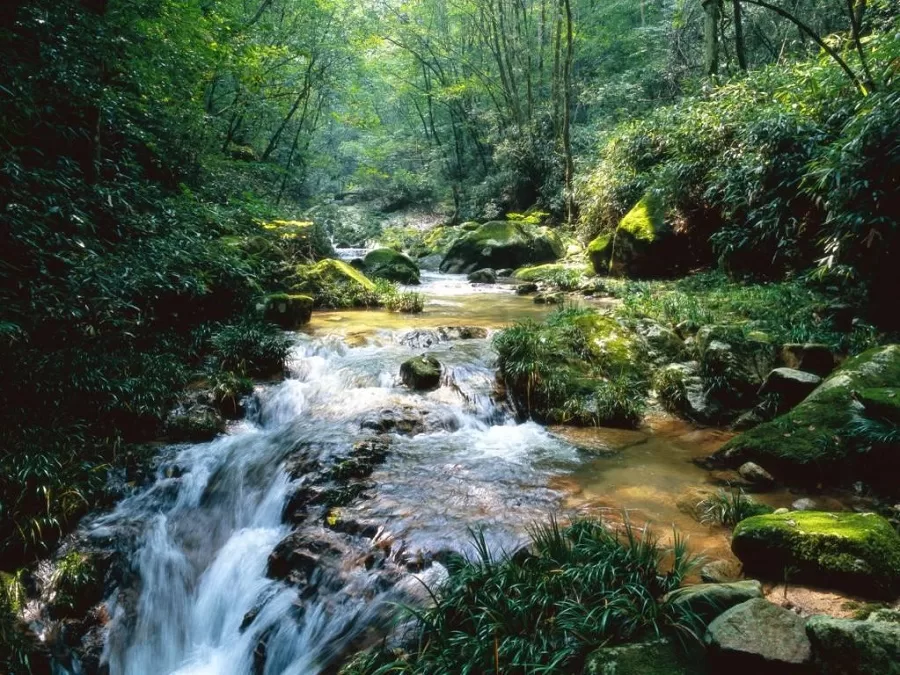 medicinal-king-creek-in-dalaoling-national-forest-park-jpeg medicinal-king-creek-in-dalaoling-national-forest-park-jpeg