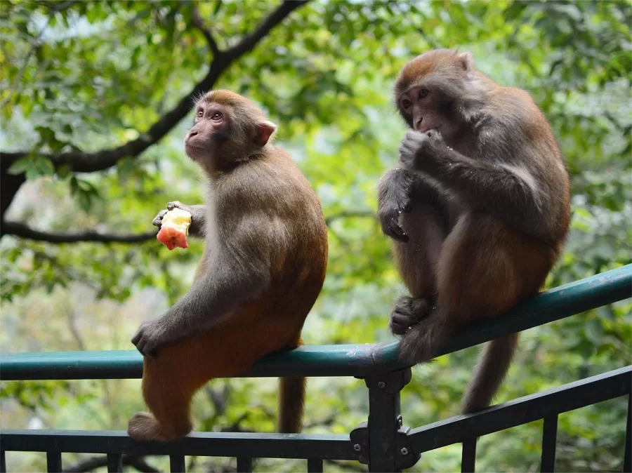 monkey-park-in-qianling-mountain-park-jpg monkey-park-in-qianling-mountain-park-jpg