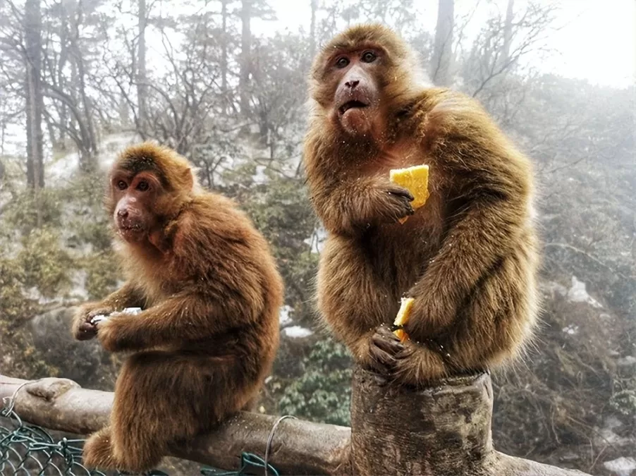 monkeys-of-mount-emei-jpg monkeys-of-mount-emei-jpg