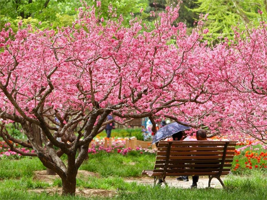 mountain-flower-exhibition-in-xiangshan-park mountain-flower-exhibition-in-xiangshan-park