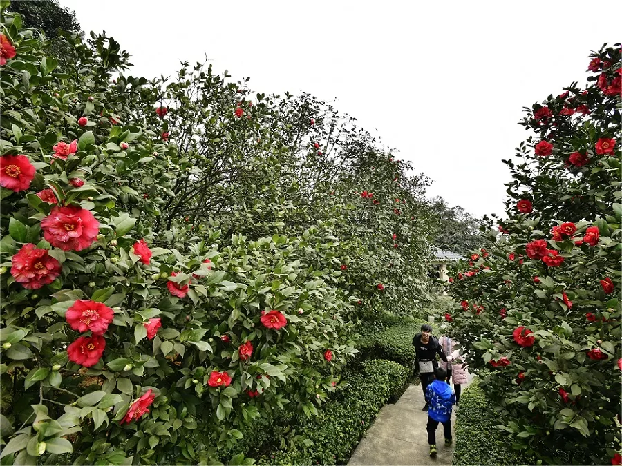 multiflora-rose-garden-in-nanshan-botanical-garden-jpg multiflora-rose-garden-in-nanshan-botanical-garden-jpg