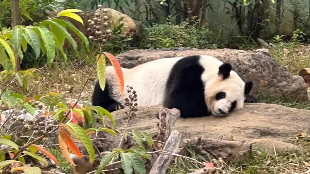 nanning-zoo-1024x576.avif_