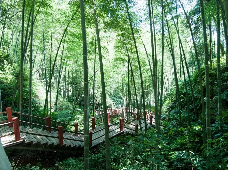 nanzhu-ridge-in-chishui-bamboo-forest-jpg nanzhu-ridge-in-chishui-bamboo-forest-jpg