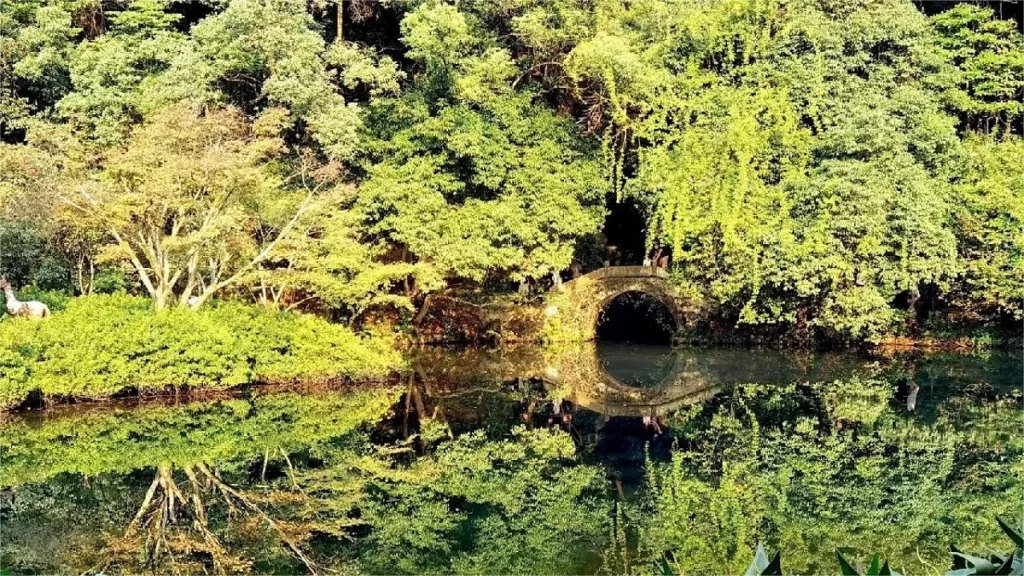 nine-creeks-in-misty-forest-1024x576-2