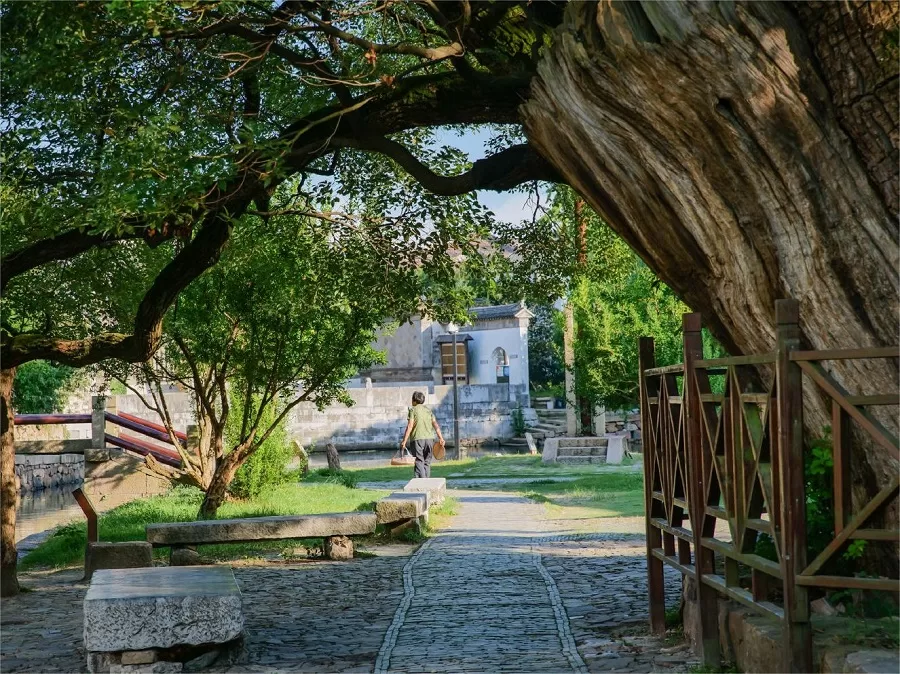 old-camohor-trees-garden-in-xishan-island-in-suzhou-jpeg old-camohor-trees-garden-in-xishan-island-in-suzhou-jpeg