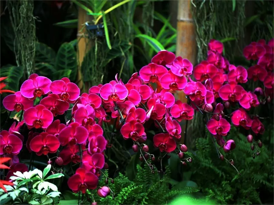 orchid-garden-in-nanshan-botanical-garden-jpg orchid-garden-in-nanshan-botanical-garden-jpg