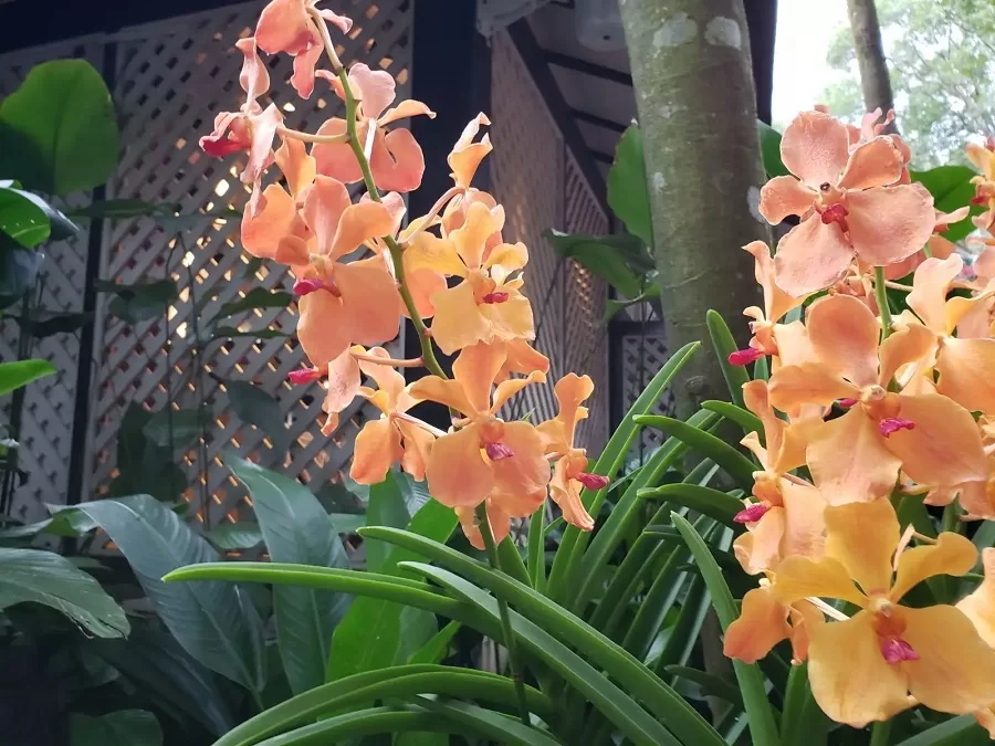 orchid-nursery-in-nanjing-botanical-garden-jpg orchid-nursery-in-nanjing-botanical-garden-jpg