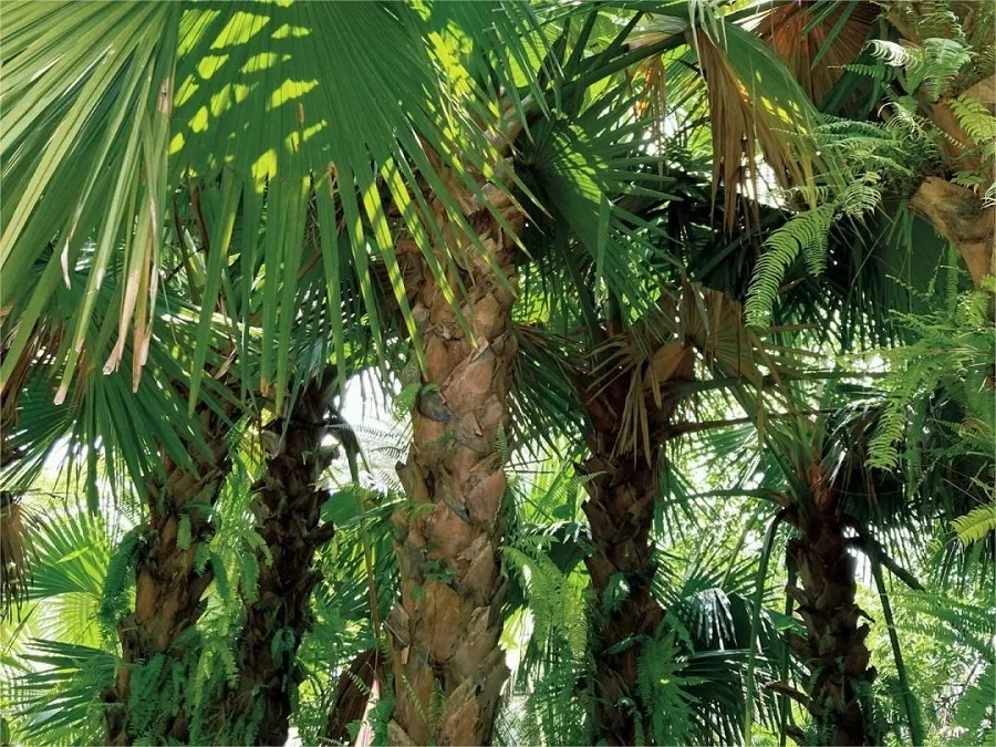 palm-garden-in-Xishuangbannan-Tropical-Botanical-Garden-jpg palm-garden-in-Xishuangbannan-Tropical-Botanical-Garden-jpg