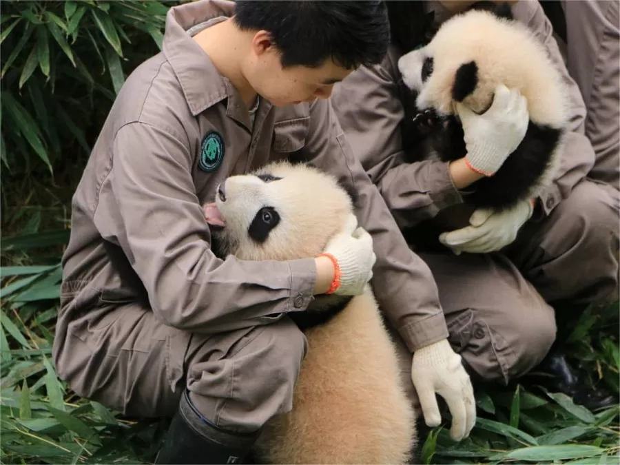 panda-conservation-efforts-in-bifengxia-panda-base-jpeg panda-conservation-efforts-in-bifengxia-panda-base-jpeg
