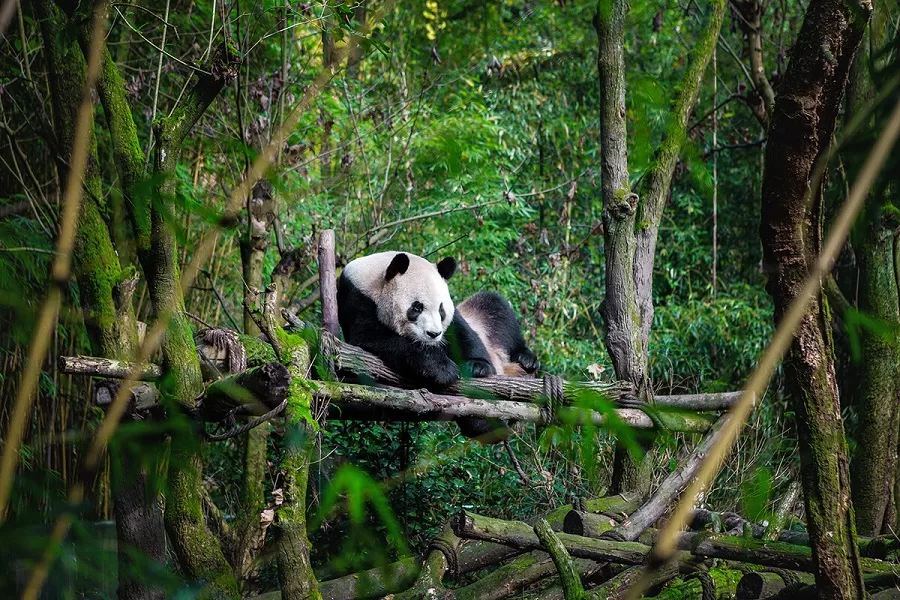 panda-enclosures-in-dujiangyan-panda-base-jpg panda-enclosures-in-dujiangyan-panda-base-jpg