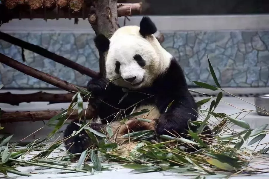 panda-house-in-qinling-wildlife-park-jpg panda-house-in-qinling-wildlife-park-jpg