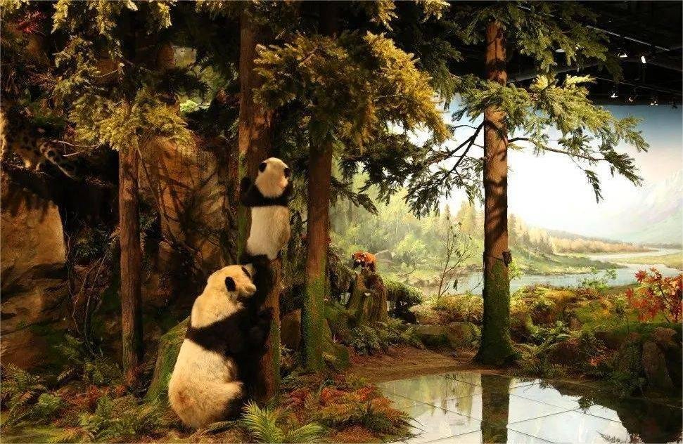 panda-museum-in-chengdu-panda-base panda-museum-in-chengdu-panda-base