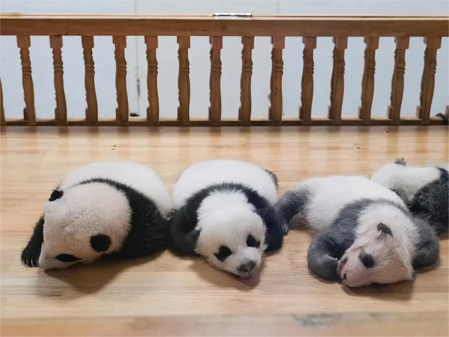 panda-nursery-in-bifengxia-panda-base-jpg panda-nursery-in-bifengxia-panda-base-jpg