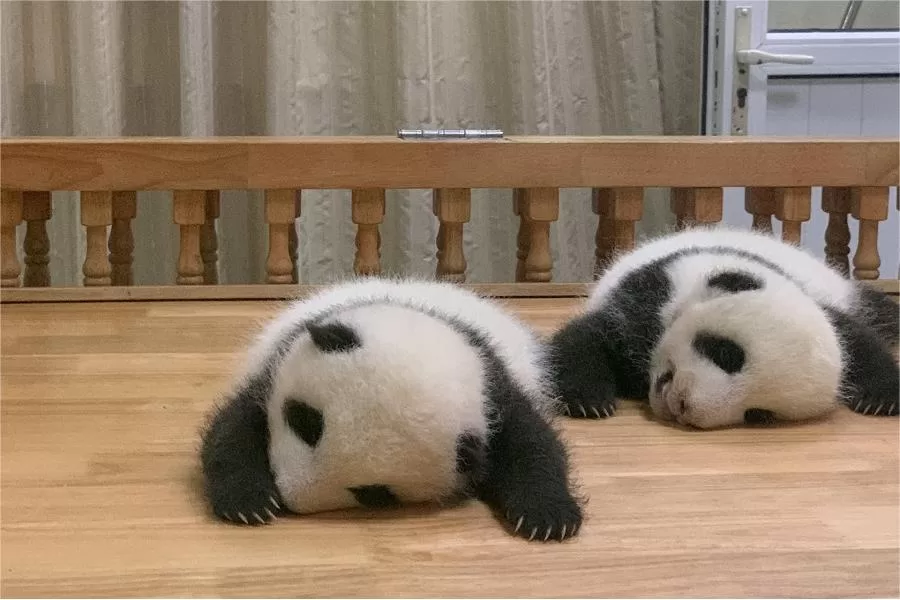 panda-nursery-in-chengdu-panda-base-jpg panda-nursery-in-chengdu-panda-base-jpg