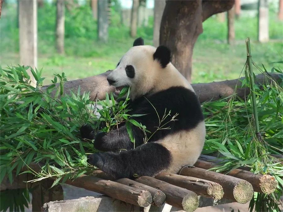 panda-pavilion-in-zhengzhou-zoo-jpg panda-pavilion-in-zhengzhou-zoo-jpg