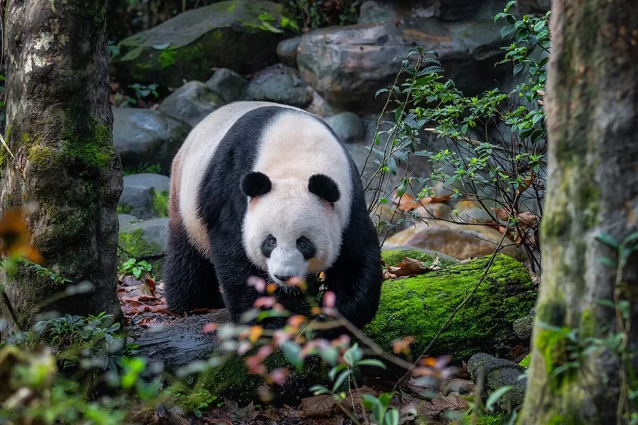 panda-valley-in-dujiangyan-jpg panda-valley-in-dujiangyan-jpg