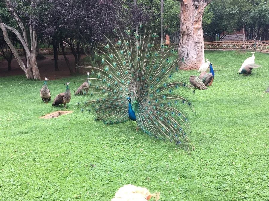peacock-garden-in-kunming-zoo-jpg peacock-garden-in-kunming-zoo-jpg