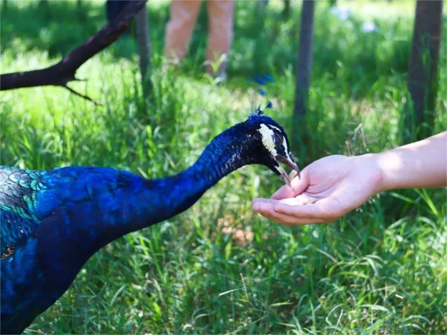 peacock-garden-in-yunnan-wild-animal-park-jpeg peacock-garden-in-yunnan-wild-animal-park-jpeg