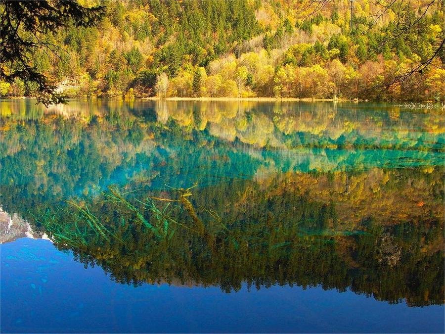 peacock-riverway-in-jiuzhai-valley peacock-riverway-in-jiuzhai-valley