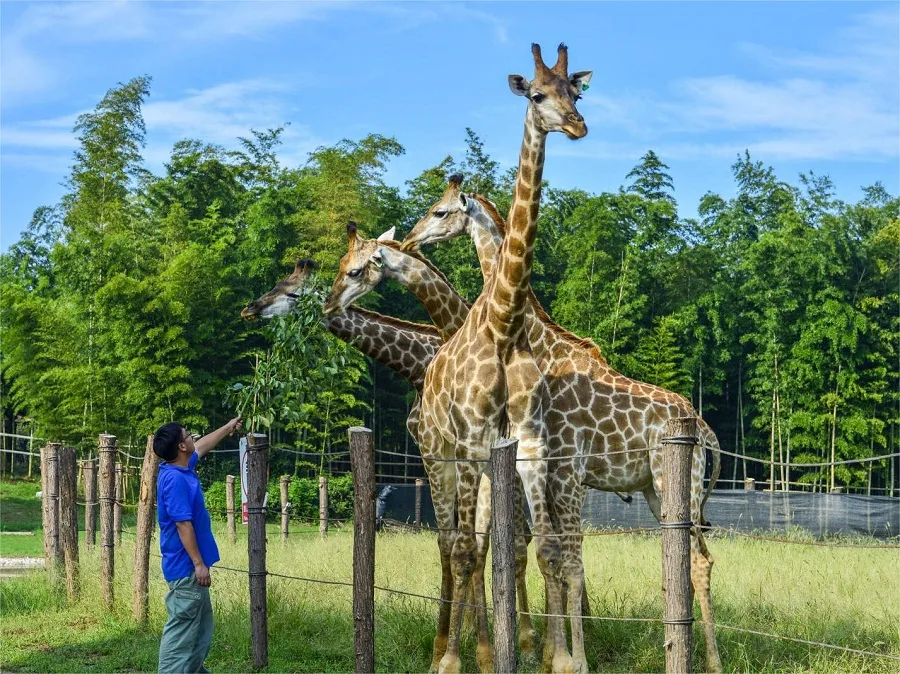 pedestrian-area-in-hangzhou-safari-park-jpg pedestrian-area-in-hangzhou-safari-park-jpg