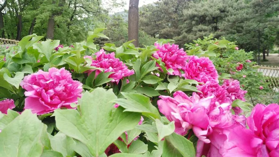 peony-garden-in-beijing-botanical-garden peony-garden-in-beijing-botanical-garden