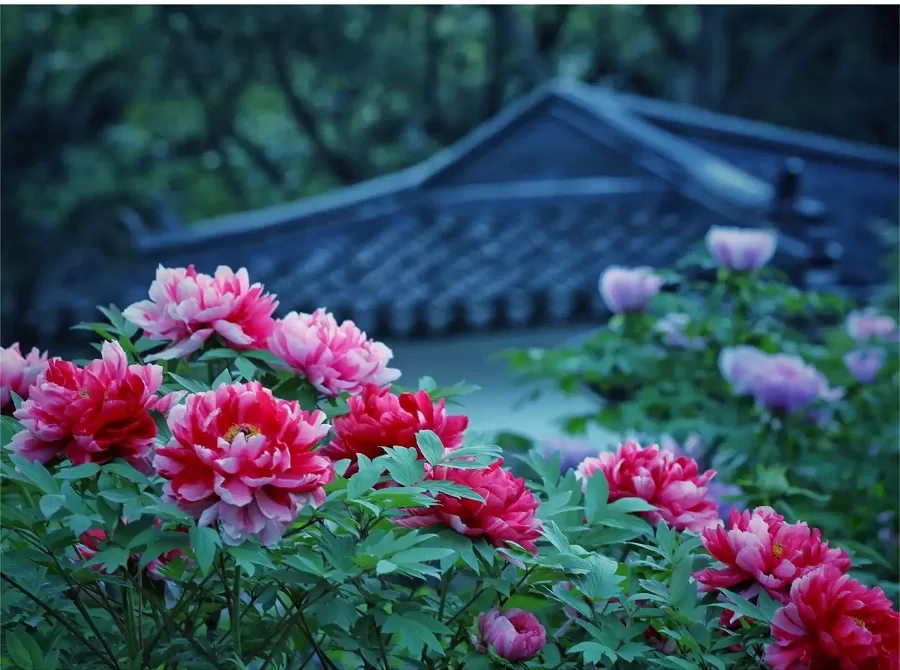 peony-garden-in-dongpo-park-jpg peony-garden-in-dongpo-park-jpg