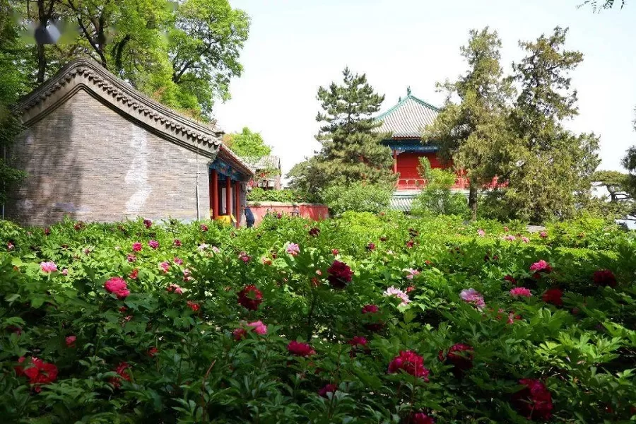 peony-garden-in-jietai-temple-jpeg peony-garden-in-jietai-temple-jpeg
