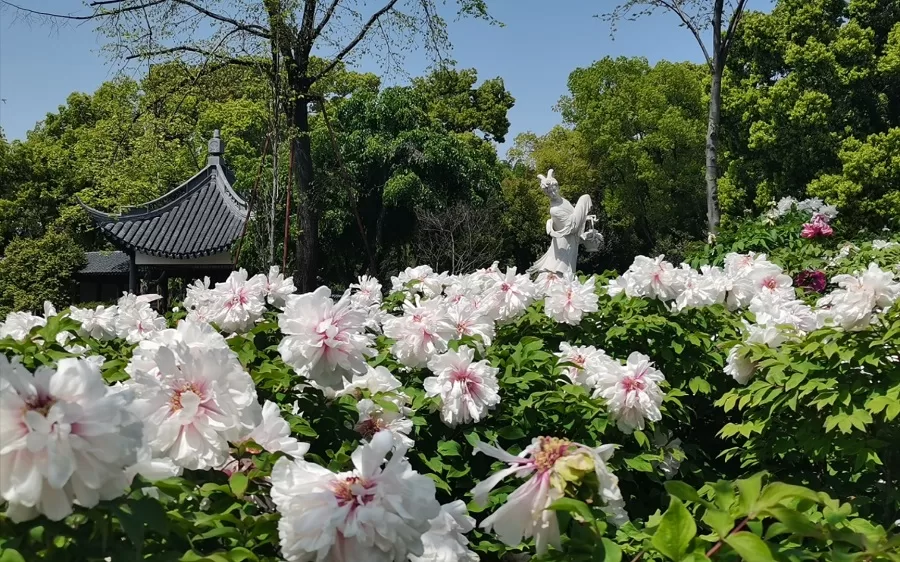 peony-garden-in-shanghai-botanical-garden-jpg peony-garden-in-shanghai-botanical-garden-jpg