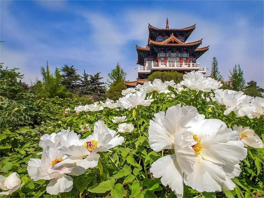 peony-viewing-area-in-wangcheng-park-luoyang-jpg peony-viewing-area-in-wangcheng-park-luoyang-jpg