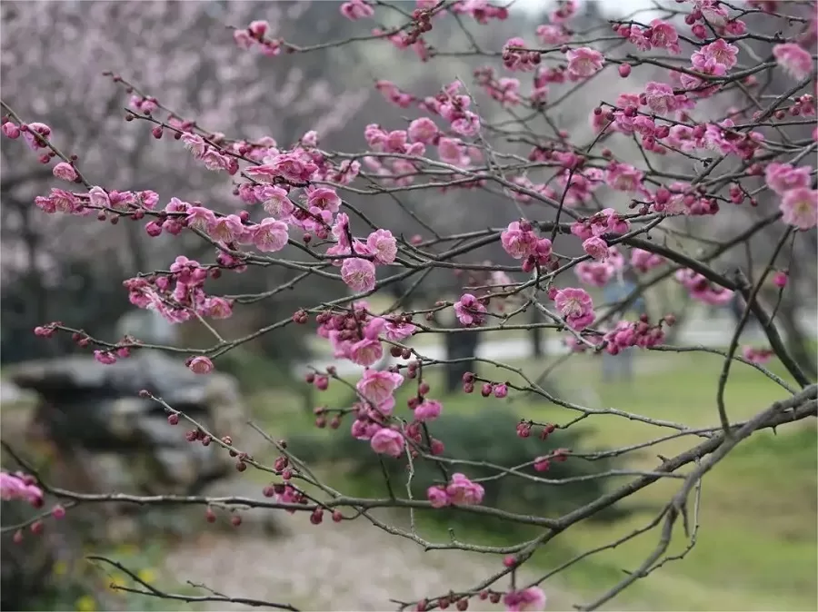 plum-blossom-garden-in-moshan-hill-scenic-area-jpg plum-blossom-garden-in-moshan-hill-scenic-area-jpg