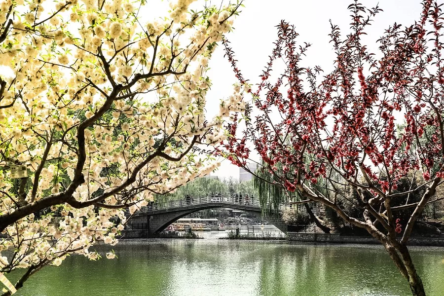 plum-blossom-garden-in-zizhuyuan-park-jpg plum-blossom-garden-in-zizhuyuan-park-jpg