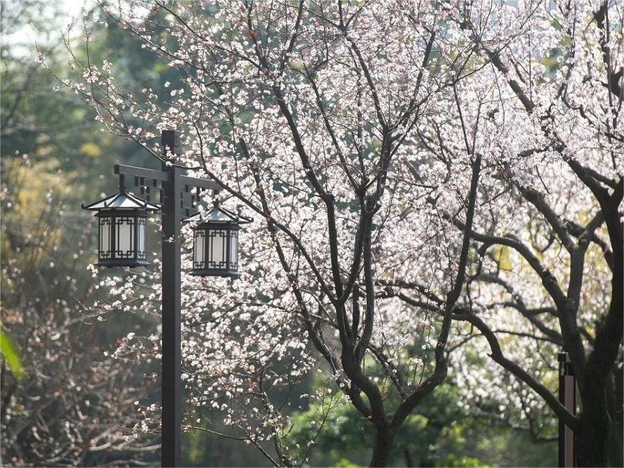 plum-blossom-valley-in-guyi-garden plum-blossom-valley-in-guyi-garden