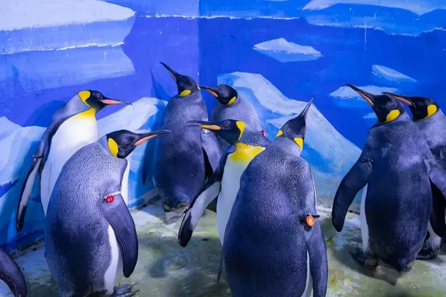polar-zone-in-shanghai-ocean-aquarium-jpg polar-zone-in-shanghai-ocean-aquarium-jpg