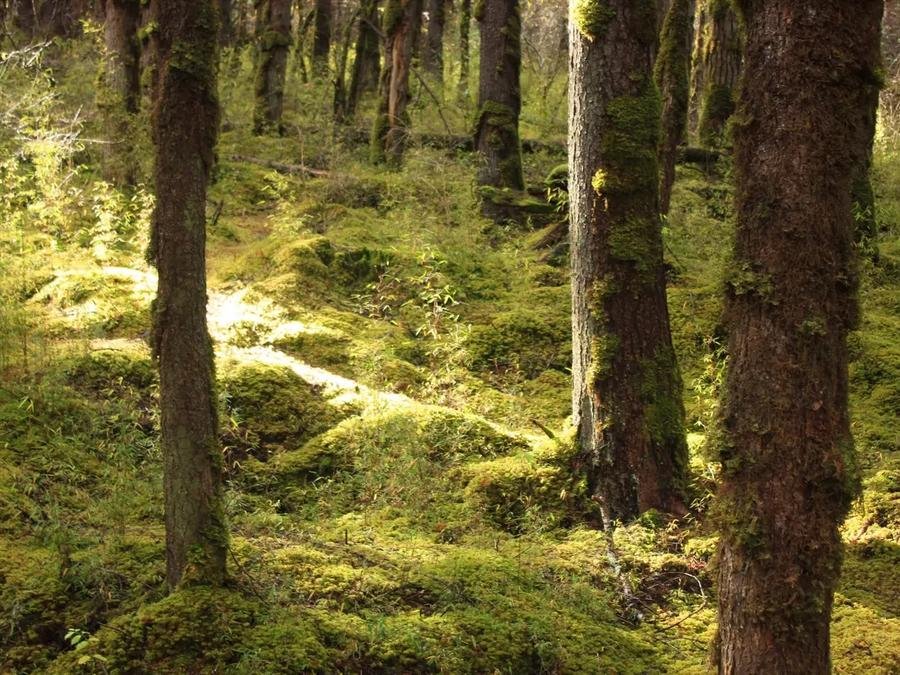 primeval-forest-in-jiuzhai-valley primeval-forest-in-jiuzhai-valley