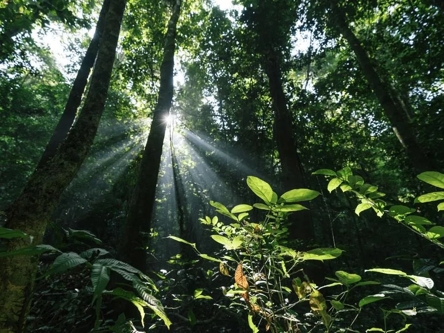 pristine-tropical-rainforest-in-mengyuan-fairy-land-jpg pristine-tropical-rainforest-in-mengyuan-fairy-land-jpg