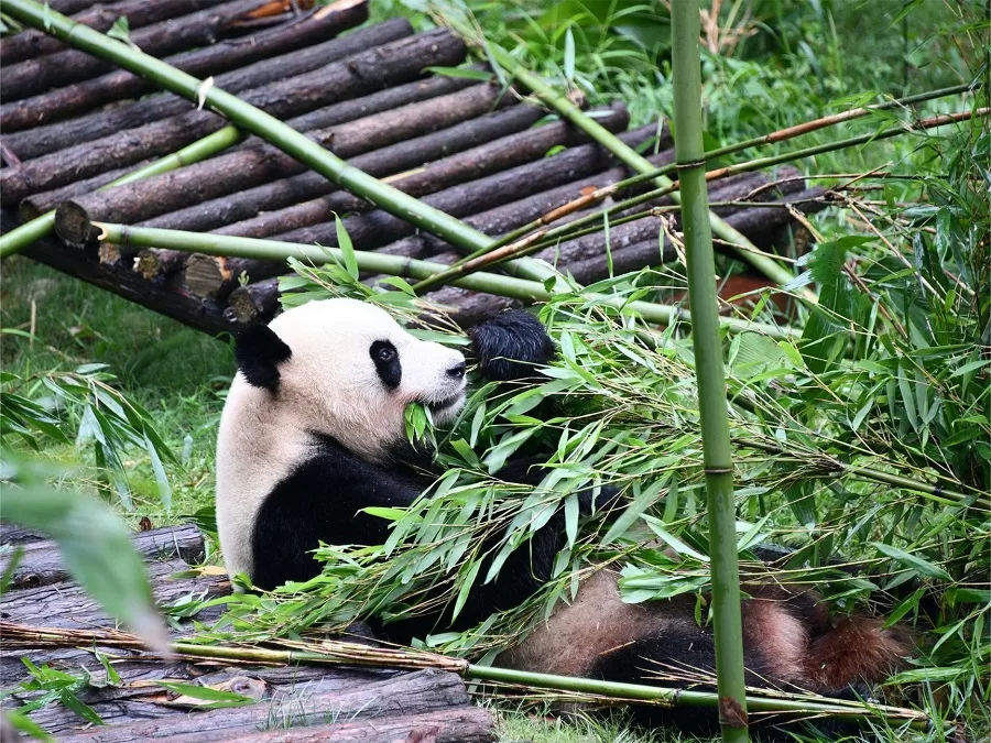 qinaling-mountain-park-zoo-jpg qinaling-mountain-park-zoo-jpg