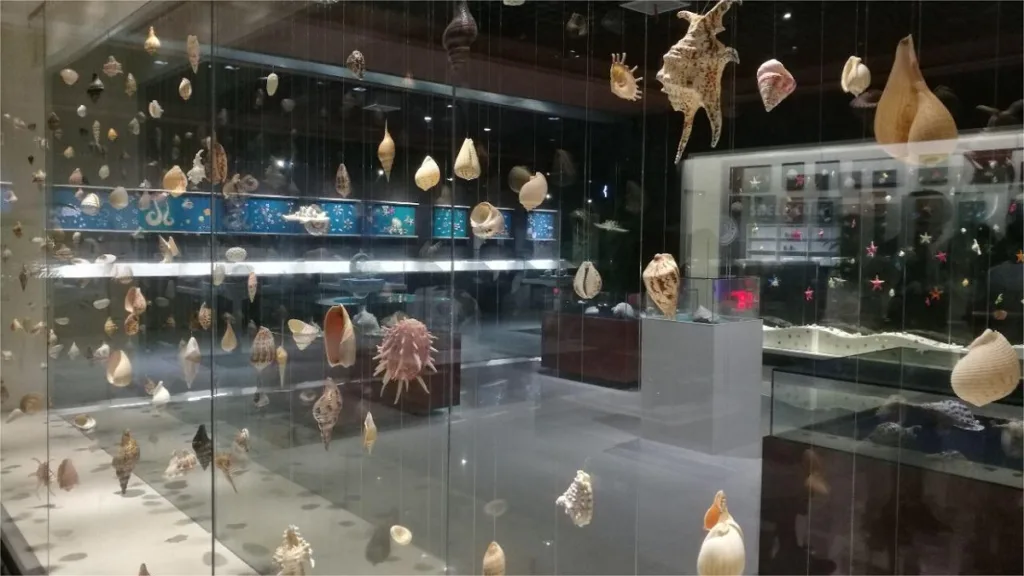 qingdao-shell-museum-1024x576-3
