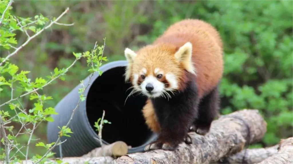 qinhuangdao-wildlife-park-2-1024x576-1 qinhuangdao-wildlife-park-2-1024x576-1