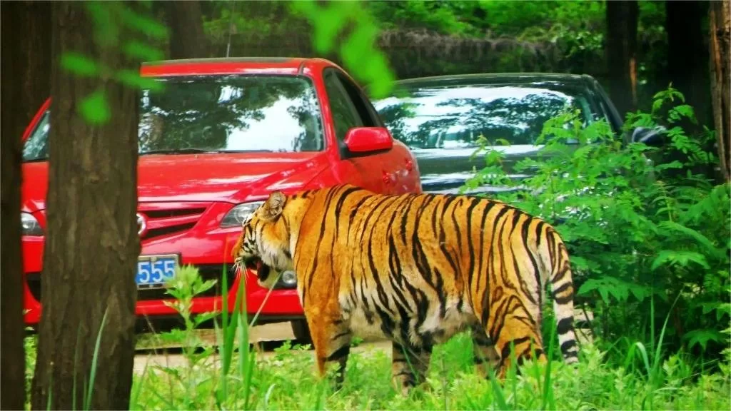 qinhuangdao-wildlife-park-3-jpg qinhuangdao-wildlife-park-3-jpg