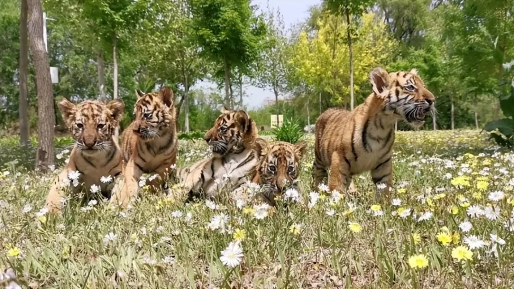 qinhuangdao-wildlife-park-5-1024x575-1 qinhuangdao-wildlife-park-5-1024x575-1