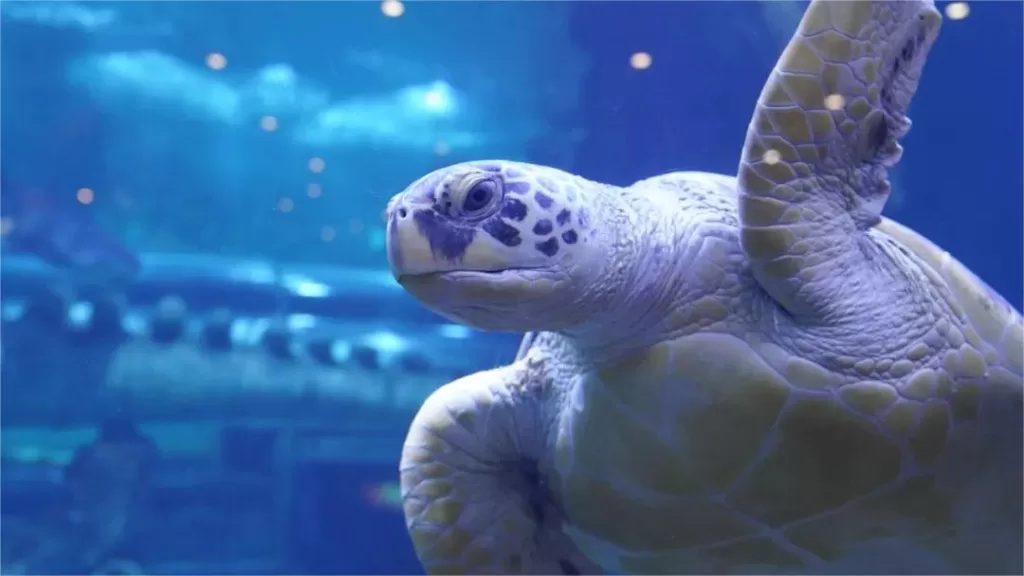 qujiang-ocean-polar-park-1024x576-3