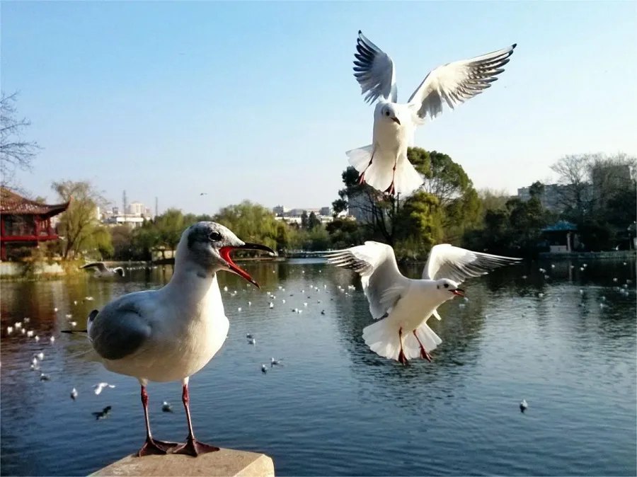 red-billed-gulls-in-cuihu-park-kunming-jpg red-billed-gulls-in-cuihu-park-kunming-jpg